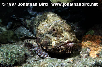 Spotted Scorpionfish [Scorpaena plumieri]