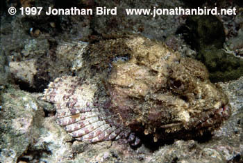 Spotted Scorpionfish [Scorpaena plumieri]