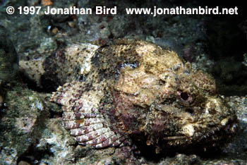 Spotted Scorpionfish [Scorpaena plumieri]