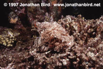 Spotted Scorpionfish [Scorpaena plumieri]