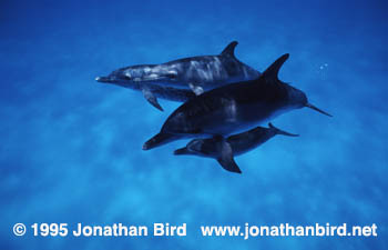 Atlantic Spotted Dolphin [Stenella frontalis]