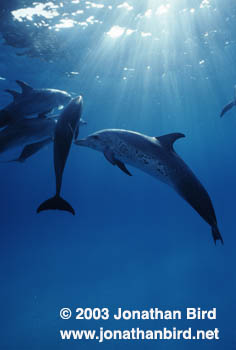 Atlantic Spotted Dolphin [Stenella frontalis]