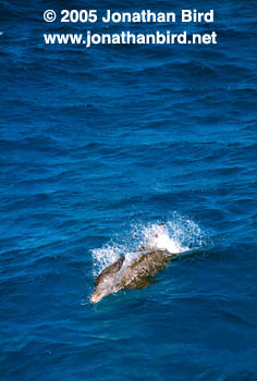 Atlantic Spotted Dolphin [Stenella frontalis]