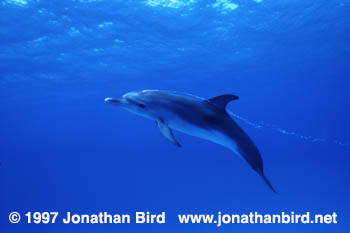 Atlantic Spotted Dolphin [Stenella frontalis]