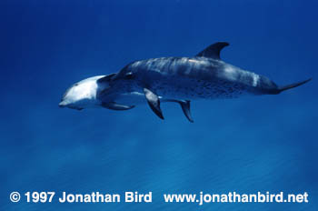 Atlantic Spotted Dolphin [Stenella frontalis]