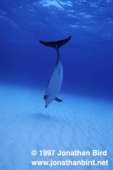 Atlantic Spotted Dolphin [Stenella frontalis]