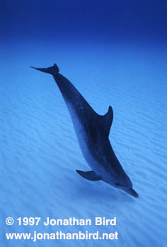 Atlantic Spotted Dolphin [Stenella frontalis]