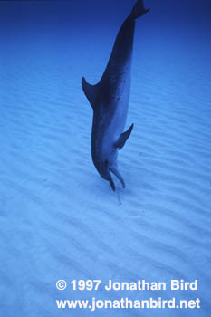 Atlantic Spotted Dolphin [Stenella frontalis]