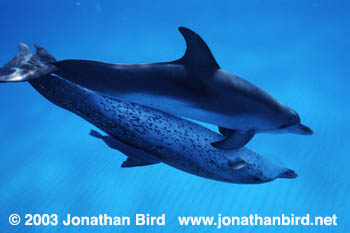 Atlantic Spotted Dolphin [Stenella frontalis]