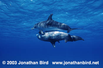 Atlantic Spotted Dolphin [Stenella frontalis]