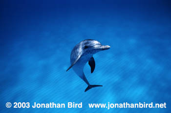 Atlantic Spotted Dolphin [Stenella frontalis]