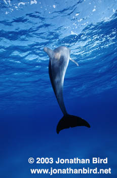 Atlantic Spotted Dolphin [Stenella frontalis]