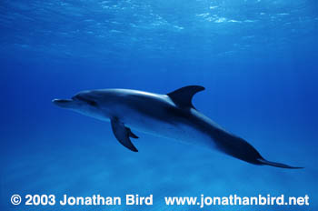 Atlantic Spotted Dolphin [Stenella frontalis]