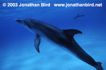 Atlantic Spotted Dolphin [Stenella frontalis]