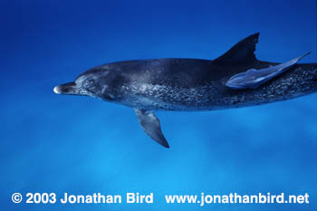 Atlantic Spotted Dolphin [Stenella frontalis]