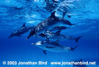 Atlantic Spotted Dolphin [Stenella frontalis]