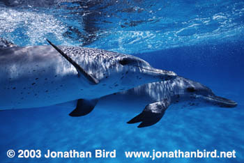 Atlantic Spotted Dolphin [Stenella frontalis]