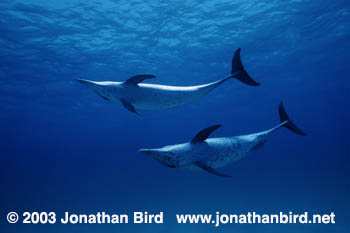 Atlantic Spotted Dolphin [Stenella frontalis]