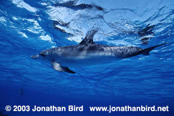 Atlantic Spotted Dolphin [Stenella frontalis]