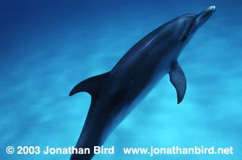 Atlantic Spotted Dolphin [Stenella frontalis]