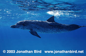 Atlantic Spotted Dolphin [Stenella frontalis]