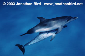 Atlantic Spotted Dolphin [Stenella frontalis]