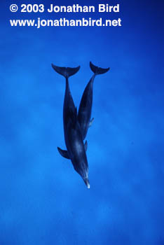 Atlantic Spotted Dolphin [Stenella frontalis]