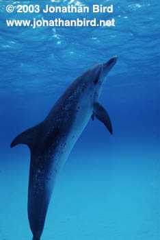 Atlantic Spotted Dolphin [Stenella frontalis]