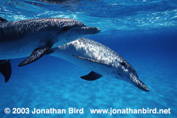 Atlantic Spotted Dolphin [Stenella frontalis]