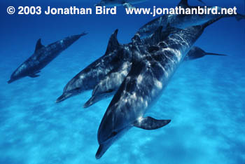 Atlantic Spotted Dolphin [Stenella frontalis]