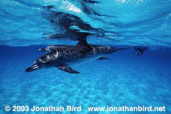 Atlantic Spotted Dolphin [Stenella frontalis]