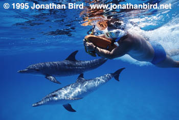 Atlantic Spotted Dolphin [Stenella frontalis]