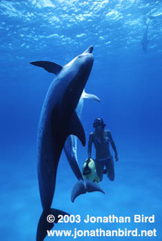 Atlantic Spotted Dolphin [Stenella frontalis]