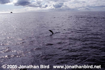 Atlantic Spotted Dolphin [Stenella frontalis]