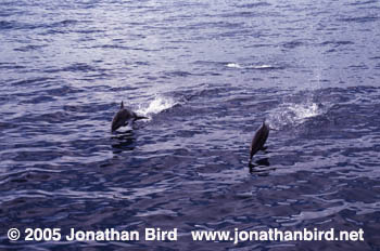 Atlantic Spotted Dolphin [Stenella frontalis]