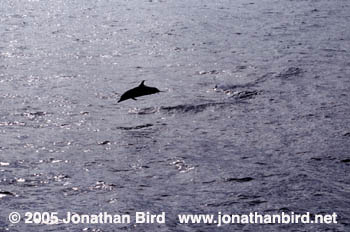 Atlantic Spotted Dolphin [Stenella frontalis]