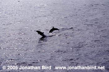 Atlantic Spotted Dolphin [Stenella frontalis]