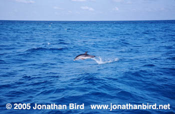 Atlantic Spotted Dolphin [Stenella frontalis]