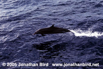 Atlantic Spotted Dolphin [Stenella frontalis]