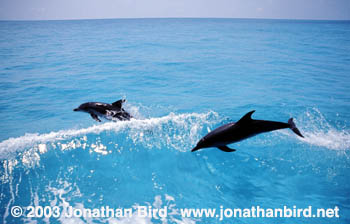 Atlantic Spotted Dolphin [Stenella frontalis]