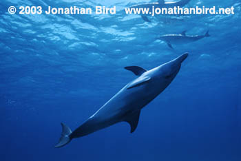 Atlantic Spotted Dolphin [Stenella frontalis]