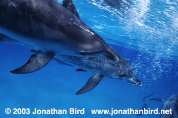 Atlantic Spotted Dolphin [Stenella frontalis]