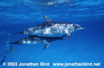 Atlantic Spotted Dolphin [Stenella frontalis]