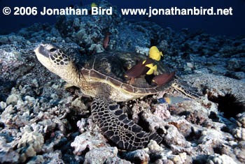 Green Sea turtle [Chelonia mydas]