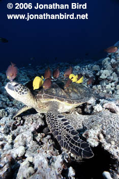 Green Sea turtle [Chelonia mydas]