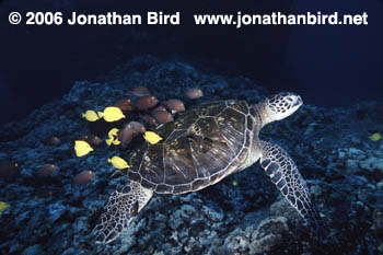 Green Sea turtle [Chelonia mydas]