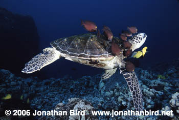 Green Sea turtle [Chelonia mydas]