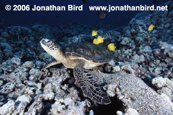 Green Sea turtle [Chelonia mydas]