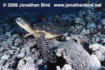 Green Sea turtle [Chelonia mydas]