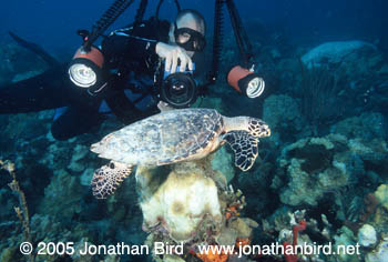 Hawksbill Sea turtle [Eretmochelys imbricata]